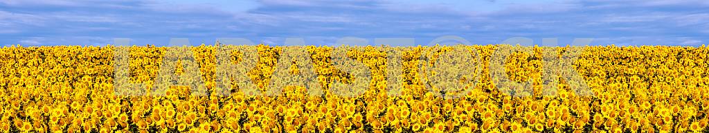 Field of sunflowers