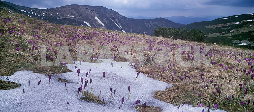 Crocus flowers in the mountains