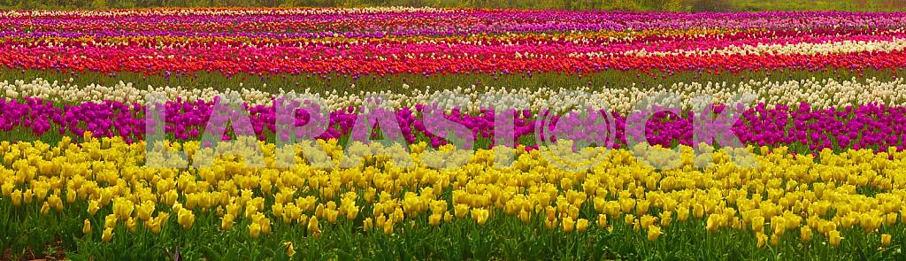 Image #14511