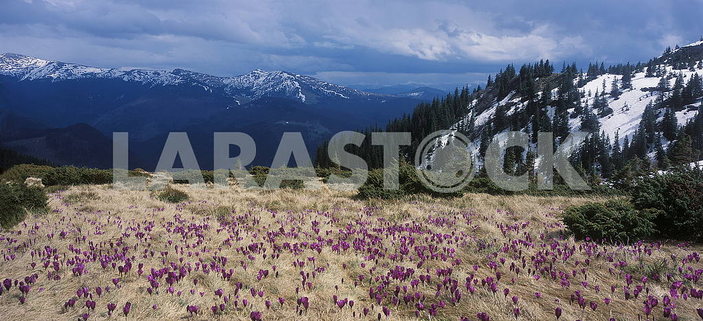 Crocus flowers in the mountains
