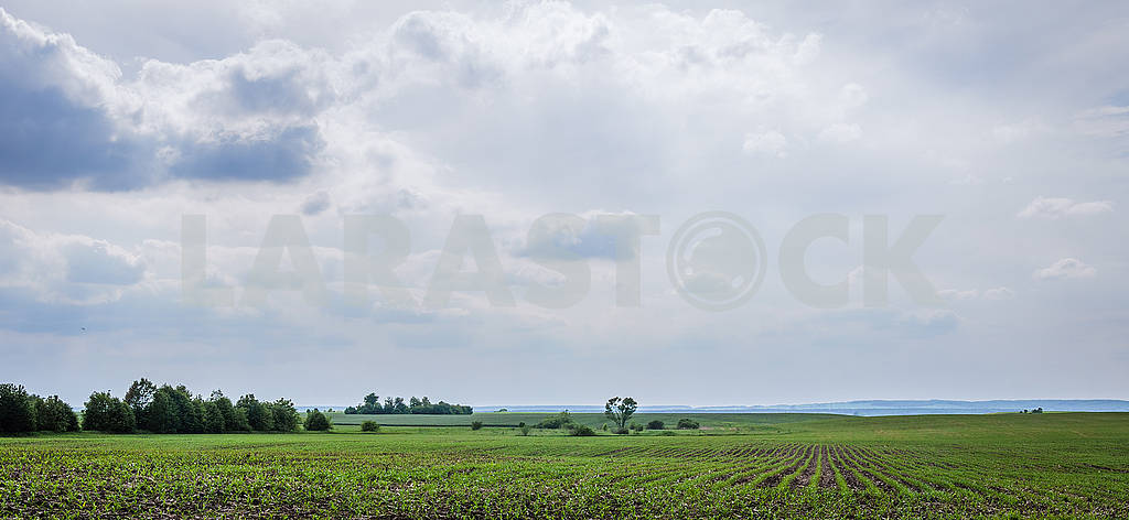 Кукурузное поле										