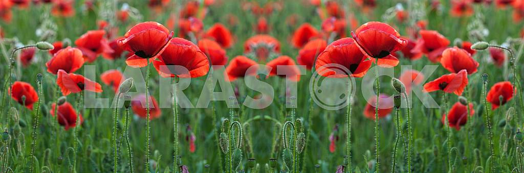 FIELD WITH BLOOMING POPPIES
