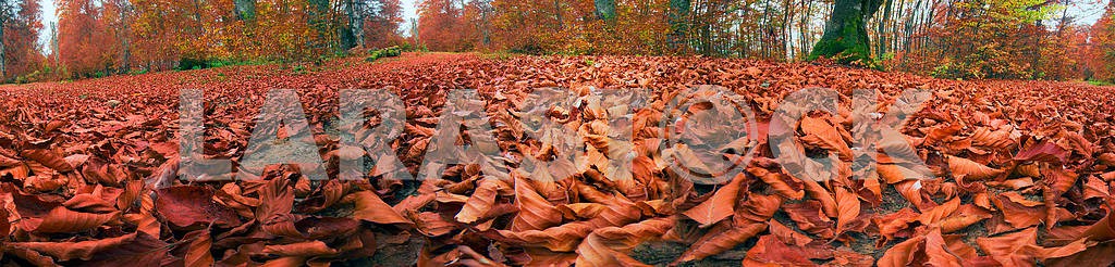 Fallen dry leaves in autumn forest
