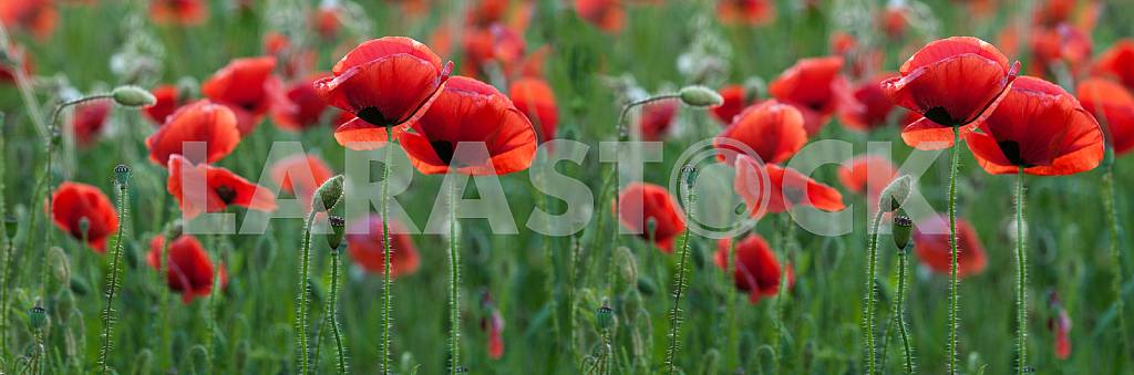 FIELD WITH BLOOMING POPPIES