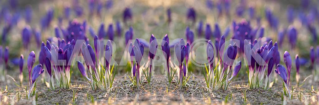 Crocus - genus of herbaceous perennials kasatikovyh family.