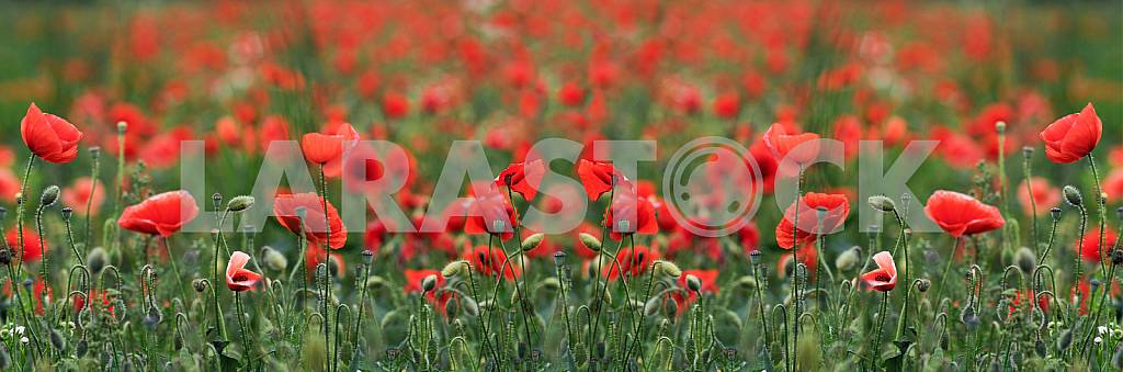 FIELD WITH BLOOMING POPPIES