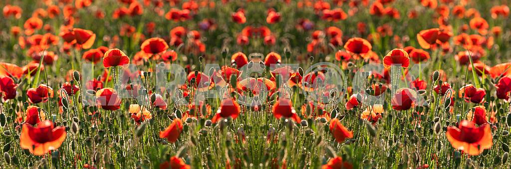 FIELD WITH BLOOMING POPPIES