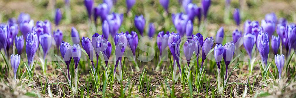 Crocus - genus of herbaceous perennials kasatikovyh family.