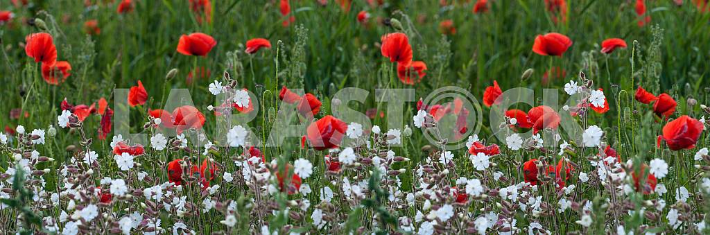 FIELD WITH BLOOMING POPPIES