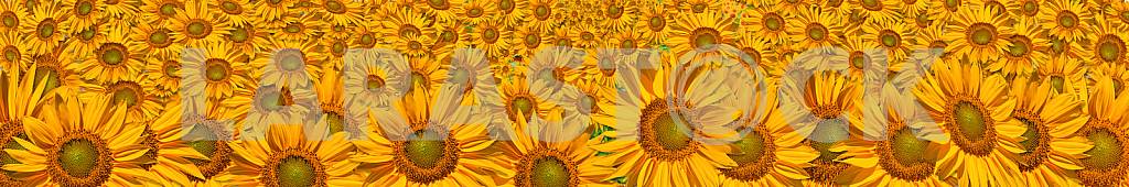 Panorama of the big sunflowers