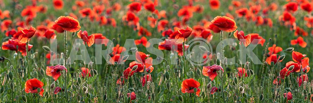 FIELD WITH BLOOMING POPPIES