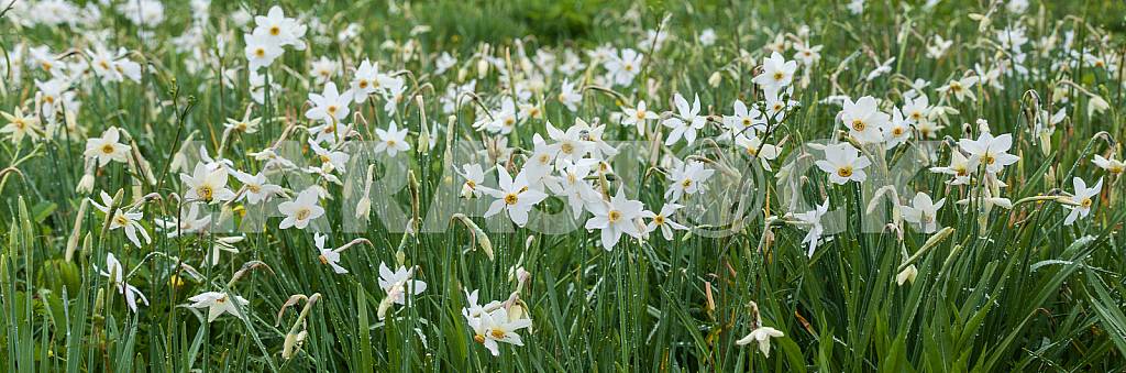 Narcissus Valley