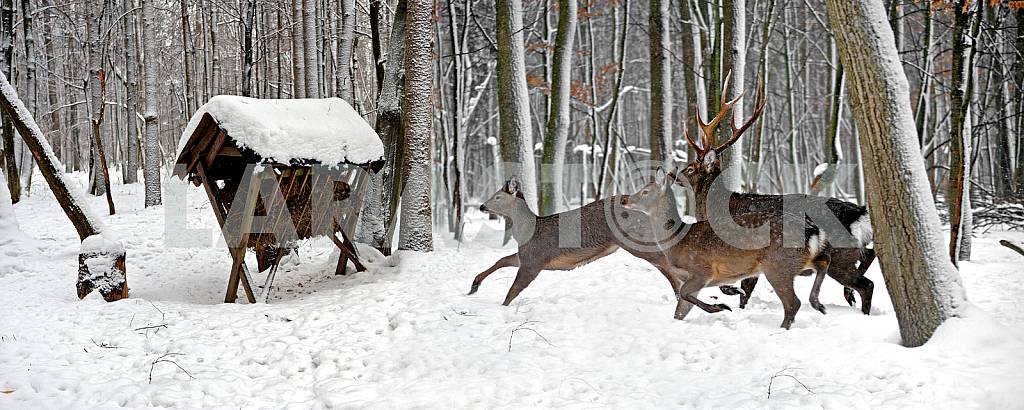 Deer at the trough