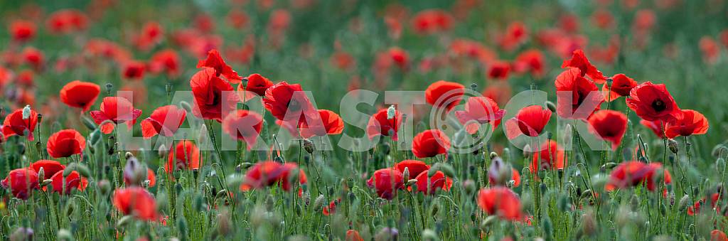 FIELD WITH BLOOMING POPPIES