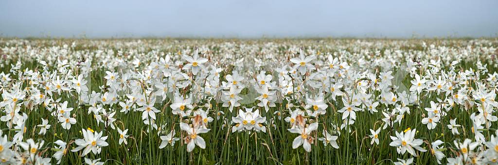 Narcissus Valley