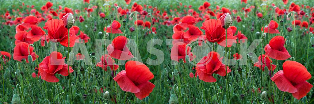 FIELD WITH BLOOMING POPPIES