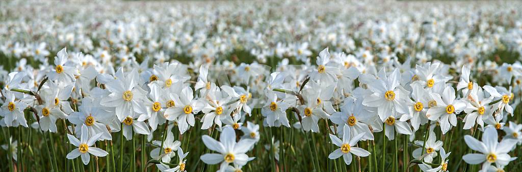 Narcissus Valley