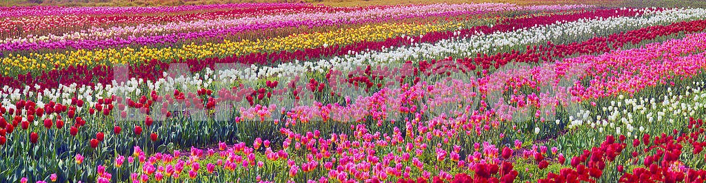 flowering time beautiful garden flowers tulips