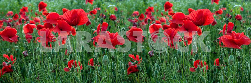 FIELD WITH BLOOMING POPPIES