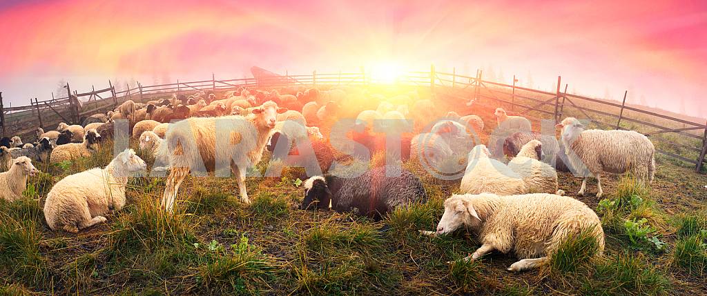 Shepherds and sheep Carpathians
