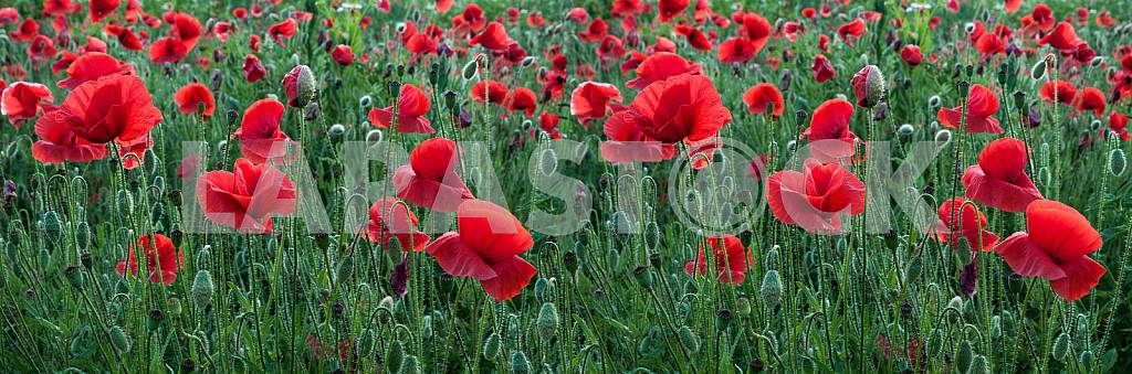 FIELD WITH BLOOMING POPPIES