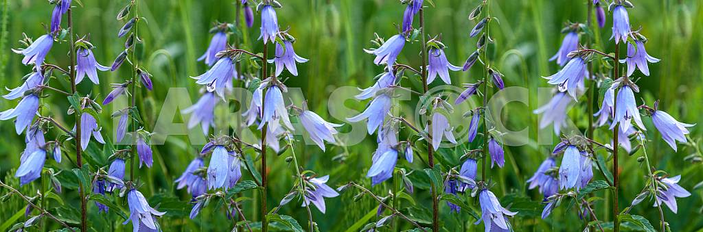Campanula Persicifolia