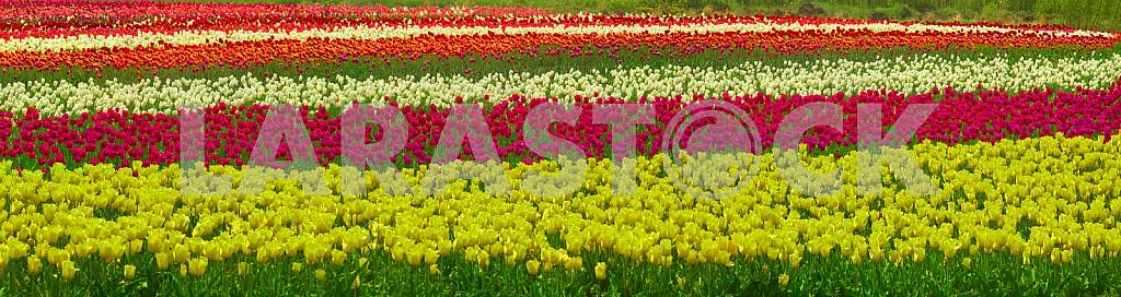Image #14509