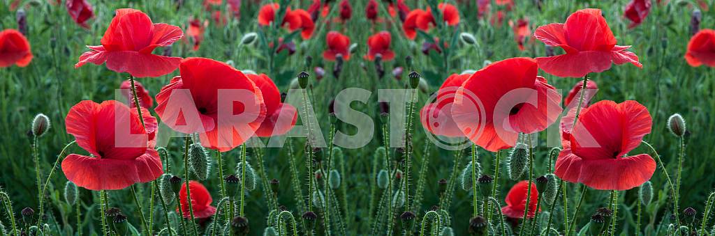 FIELD WITH BLOOMING POPPIES
