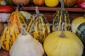 Тыквы с пупырышками стоят на полках рынка.