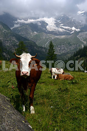 Коровы , пасущиеся на зеленом пастбище