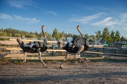 Страусы. Ясногородская страусиная ферма