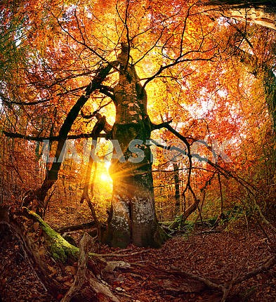 Осенний лес в Украине