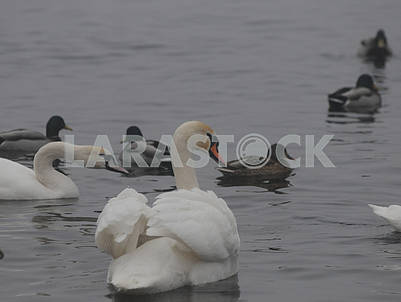 Лебеди на озере,.