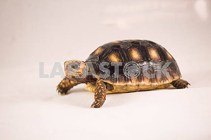 Красноношенная черепаха