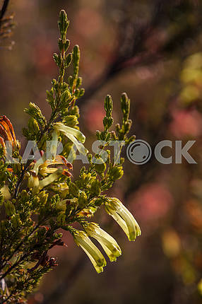 Цветы Leucadendron