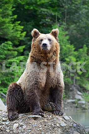 Бурый медведь в лесу