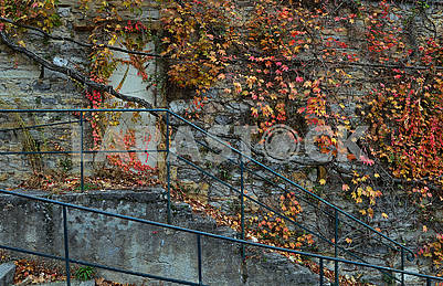 Кам'яна стіна покрита виноградними гілками