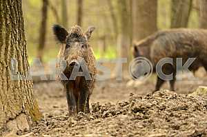 Дикая свинья