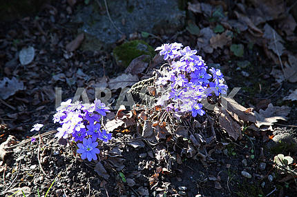 Весна в Загребском ботаническом саду, Хорватия, hepatica nobilis, 4