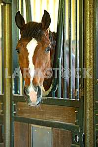 Лошадь