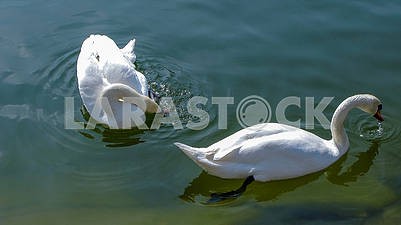 Красивые белые лебеди на пруду