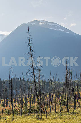 Сухие деревья и горы Аляски.