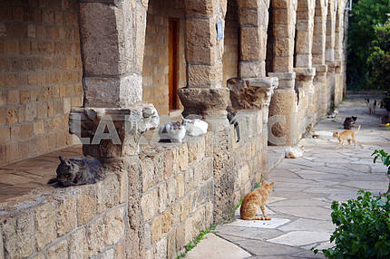 Монастырь кошек. Кипр. Лимасол