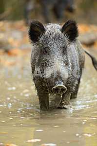 Дикая свинья