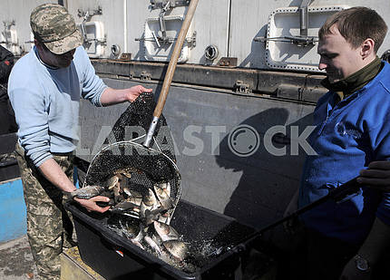 Работник рыбхоза держит садок с рыбой