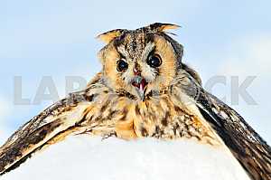 Портрет Сова