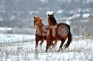 Два гнедых коня