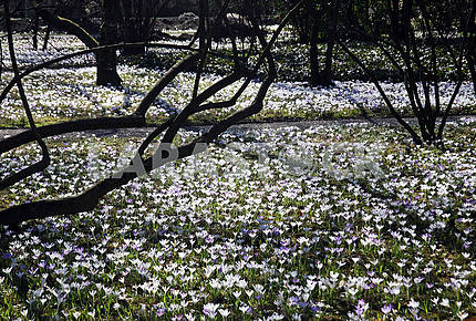 Весна в ботаническом саду Загреба, Хорватия, крокус, 7