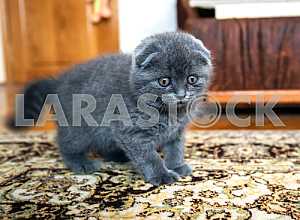 Шотландский кот
