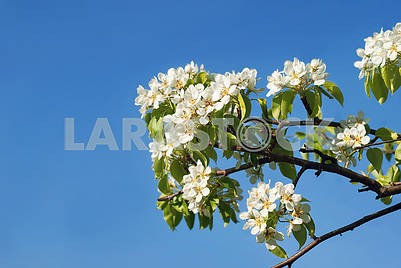 Цветущая яблоня в мае на фоне ясного неба